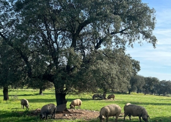 La montanera del cerdo ibérico: El alma de los jamones ibéricos Aljomar