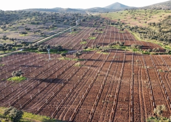 Reforestamos nuestra finca Vera Vieja con 4.000 nuevos encinas y alcornoques 