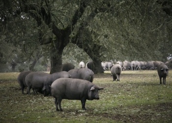 Medio centenar de trabajadores de Aljomar se reúne en una jornada campestre en l